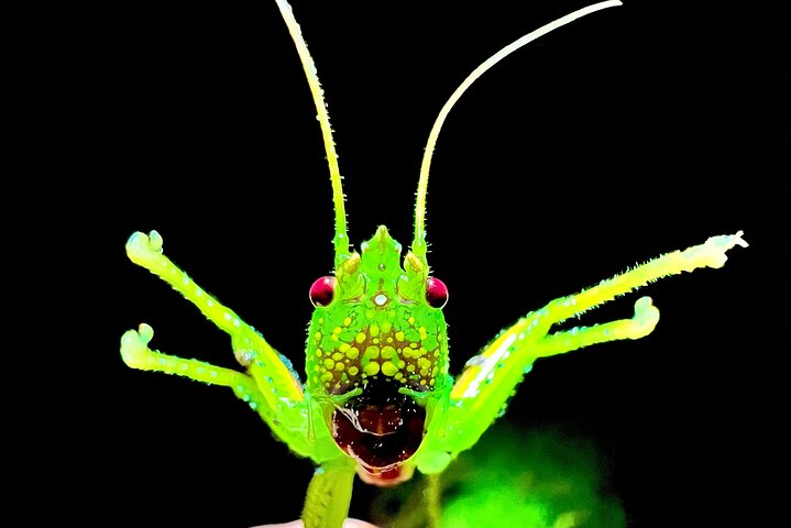 Scientists believe Costa Rica is home to over 300,000 species of insects. Incests play a vital role in pollination, provide nutrients to other animals, and disperse seeds. 